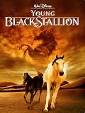 Young Black Stallion
