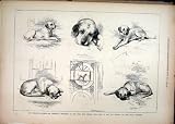 1877 OLD ENGLISH MASTIFFS LYME HALL BREED DOG CHESHIRE