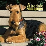Airedale Terriers 2009 Square Wall Calendar