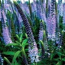 Lilac Fantasy Veronica -Speedwell- Lilac Colored Flower