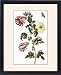 Framed Prints of OKRA. Also known as Ladys Fingers (Abelmoschus esculentus). Line engraving from Granger Art on Demand