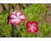 Photographic Prints of Desert Rose - close-up of flowers from Ardea Wildlife Pets