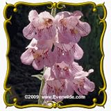 Palmer's Penstemon (Penstemon palmeri) Jumbo Wildflower Seed Packet - 2000 Seeds