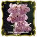 Palmer's Penstemon (Penstemon palmeri) Jumbo Wildflower Seed Packet - 2000 Seeds