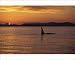 Photographic Print of Killer whale / Orca - Male (tall dorsal fin) from Ardea Wildlife Pets