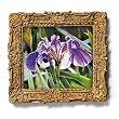 A Single Iris - Gold Frame Magnet with pop-out easel (2-3/4" x 2-1/2")