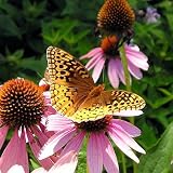 Organic Butterfly & Hummingbird Mix - 1000 Seeds