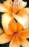 0010539 Canvas Art for Wall Decor - Texturized Giclee painting Lilies by Slava Telenkov, 20x32, Artwork Textured and Signed by the Artist, LIMITED EDITION, Gallery Wrap ready to hang