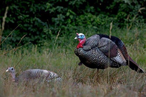 Dave Smith Decoy Breeding Pair
