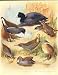 LARGE THORBURN BIRDS COOT, MOORHEN, CRAKE, LANDRAIL