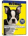 BOSTON TERRIER DVD: Everything You Should Know + Dog & Puppy Training Bonus