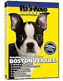 BOSTON TERRIER DVD: Everything You Should Know + Dog & Puppy Training Bonus