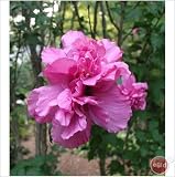 51zPuLC08tL. SL160  5 Double Pink Rose of Sharon 1 2 bareroot bush