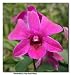 2 Dendrobium Tay Swee Keng Plants