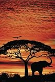 フォト『AFRICA SUNSET/アフリカの夕陽』アニマルポスター