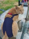 Joybies Navy Blue Piddle Pants(tm) for Medium Cat (Measuring 15-17 from Collar to Base of Tail)