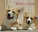 Welsh Corgis, For the Love of 2009 Deluxe Wall Calendar