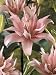 Lily Double Asiatic Elodie One Fresh Bulb Per Offer