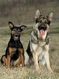German Shepherd and Mixed Breed Dogs Photographic Poster Print by Wegner, 12x16