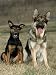 German Shepherd and Mixed Breed Dogs Animals Photographic Poster Print by Wegner, 12x16