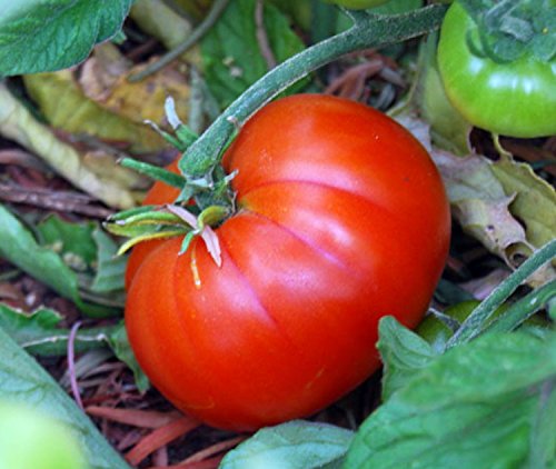 Bloody Butcher Tomato 30 Seeds - Heirloom Bloody Butcher Tomato 30 Seeds - Heirloom