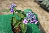 ヤマアジサイ(青花)苗木 鉢植えや盆栽にも☆紫陽花 ヤマアジサイ(青花)苗木 鉢植えや盆栽にも☆紫陽花