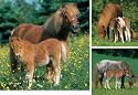 Ravensburger Puzzle - Mare with Foal - 3 puzzles in a Box (49 pieces each)