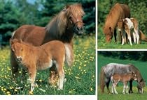Ravensburger Puzzle - Mare with Foal - 3 puzzles in a Box (49 pieces each)