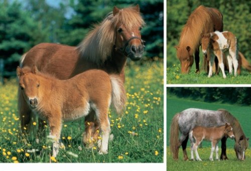 Ravensburger Puzzle - Mare with Foal - 3 puzzles in a Box (49 pieces each)