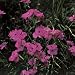Close-Up of Sweet William Flowers (Dianthus Barbatus) Floral & Botanical Photographic Poster Print by A. Moreschi, 24x24