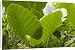 Canvas Prints of Peru, Amazon, Amazon River from AWL Discover Images