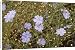 Canvas Prints of Perennial flax from Ardea Wildlife Pets