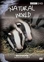 Natural World - Badgers Secrets Of The Sett [DVD]