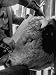 Cows Being Compared For Size, at the Us Department of Agriculture Research Station, a...
