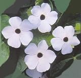 Amazon / Hirt's: White Black Eyed Susan Vine 40 Seeds, 950 mg-Thunbergia