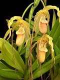 Outdoor Living : Phragmipedium Mt Fallu