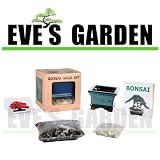 Bonsai Tree Review