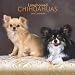 Chihuahuas, Longhaired 2008 Square Wall Calendar