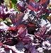David's Non-Hybrid Oriential Herb Shiso Red (Perilla frutescens) 100 Seeds per Packet