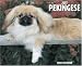 Just Pekingese 2008 Calendar