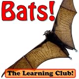 Bats! Learn About Bats And Learn To Read - The Learning Club! (45+ Photos of Bats)