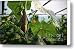 Cucumber In Bloom No.1 Canvas Print / Canvas Art - Artist Kamil Swiatek
