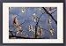 Framed Prints of Fruits of hornbeam - in winter, from Ardea Wildlife Pets