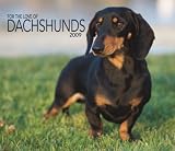 Dachshunds, For the Love of 2009 Deluxe Wall Calendar