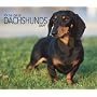 Dachshunds, For the Love of 2009 Deluxe Wall Calendar (Multilingual Edition)