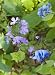 Blue Phlox and Bluebell Flowers, River Bend Park, Virginia - Attractive 16x20 Photographic Print by Brendan Reals