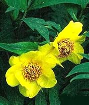 Ludlow Yellow Peony 2 Seeds