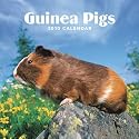 Guinea Pigs 2010 Wall Calendar