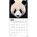 Pandas 2015 Wall Calendar