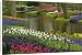 Canvas Prints of Tulip and hyacinth from Danita Delimont